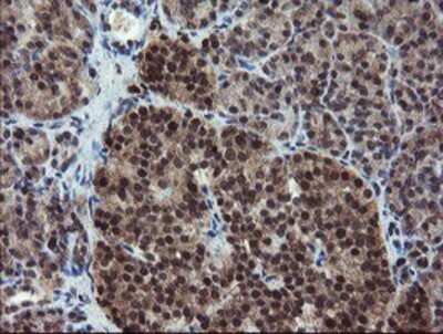 Immunohistochemistry: RYBP/DEDAF Antibody (OTI1B2) - Azide and BSA Free [NBP2-73961] - Staining of paraffin-embedded Human pancreas tissue using anti-RYBP/DEDAF mouse monoclonal antibody.