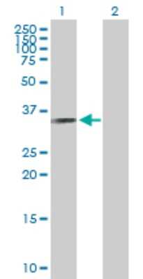 Western Blot: RYBP/DEDAF Antibody [H00023429-B01P] - Analysis of RYBP expression in transfected 293T cell line by RYBP polyclonal antibody.  Lane 1: RYBP transfected lysate(25.19 KDa). Lane 2: Non-transfected lysate.