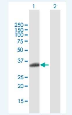 Western Blot: RYBP/DEDAF Antibody [H00023429-B02P-50ug] - Analysis of RYBP expression in transfected 293T cell line (H00023429-T02) by RYBP MaxPab polyclonal antibody.  Lane 1: RYBP transfected lysate(25.08 KDa). Lane 2: Non-transfected lysate.