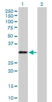 Western Blot: RYBP/DEDAF Antibody [H00023429-D03P] - Analysis of RYBP expression in transfected 293T cell line by RYBP polyclonal antibody.Lane 1: RYBP transfected lysate(25.19 KDa).Lane 2: Non-transfected lysate.