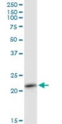 Western Blot: Rab11A Antibody [H00008766-B01P] - Analysis of RAB11A expression in A-431.
