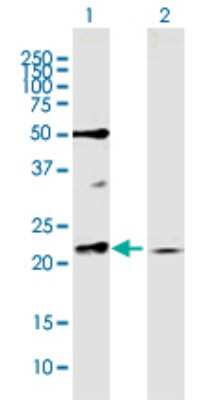 Western Blot: Rab11A Antibody [H00008766-B01P] - Analysis of RAB11A expression in transfected 293T cell line by RAB11A polyclonal antibody.  Lane 1: RAB11A transfected lysate(24.40 KDa). Lane 2: Non-transfected lysate.