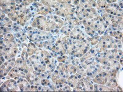 Immunohistochemistry-Paraffin: Rab17 Antibody (5E2) [NBP2-02599] - Staining of paraffin-embedded Human pancreas tissue using anti-Rab17 mouse monoclonal antibody.