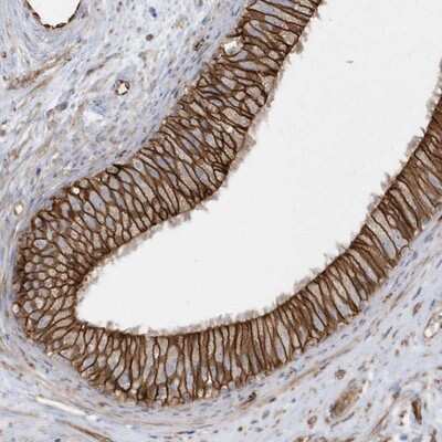 Immunohistochemistry-Paraffin: Rab17 Antibody [NBP1-85910] - Staining of human epididymis shows strong cytoplasmic and membranous positivity in glandular cells.