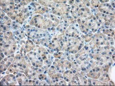 Immunohistochemistry: Rab17 Antibody (OTI5E2) - Azide and BSA Free [NBP2-73765] - Staining of paraffin-embedded Human pancreas tissue using anti-Rab17 mouse monoclonal antibody.