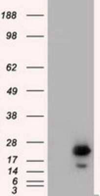 Western Blot: Rab17 Antibody (OTI5E2) - Azide and BSA Free [NBP2-73765] - HEK293T cells were transfected with the pCMV6-ENTRY control (Left lane) or pCMV6-ENTRY Rab17 (Right lane) cDNA for 48 hrs and lysed. Equivalent amounts of cell lysates (5 ug per lane) were separated by SDS-PAGE and immunoblotted with anti-Rab17.