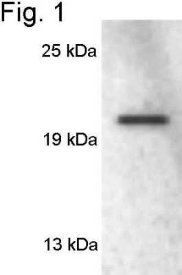 Western Blot: Rab3A Antibody [NB120-3335] - Analysis of Hepa1 cell lysate.