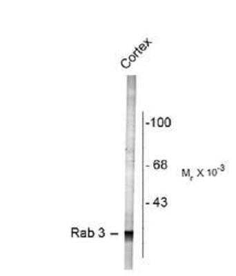 Western Blot: Rab3A Antibody [NB300-734] - Rat cortex lysate showing specific labeling of the ~27k Rab3 protein.