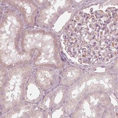 Immunohistochemistry-Paraffin: Rab3C Antibody [NBP2-55288] - Staining of human kidney shows low expression as expected.