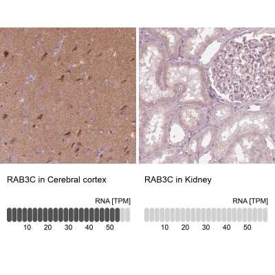 <b>Orthogonal Strategies Validation. </b>Immunohistochemistry-Paraffin: Rab3C Antibody [NBP2-55288] - Staining in human cerebral cortex and kidney tissues using anti-RAB3C antibody. Corresponding RAB3C RNA-seq data are presented for the same tissues.