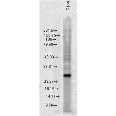 Western Blot: Rab4 Antibody [NBP3-18233] - Western blot analysis of Human Cervical cancer cell line (HeLa) lysate showing detection of Rab4 protein using Rabbit Anti-Rab4 Polyclonal Antibody (NBP3-18233). Load: 15 ugprotein. Block: 1.5% BSA for 30 minutes at RT. Primary Antibody: Rabbit Anti-Rab4 Polyclonal Antibody (NBP3-18233) at 1:1000 for 2 hours at RT. Secondary Antibody: Donkey Anti-Rabbit IgG: HRP for 1 hour at RT.