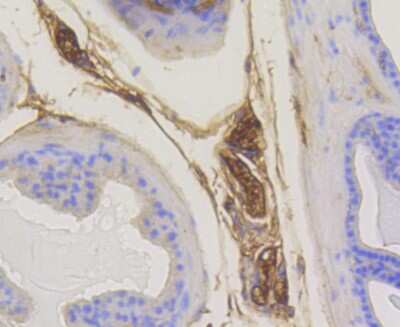 Immunohistochemistry-Paraffin: Rab5a Antibody (ST47-03) [NBP2-67502] - Analysis of paraffin-embedded mouse prostate tissue using anti-Rab5 antibody. Counter stained with hematoxylin.