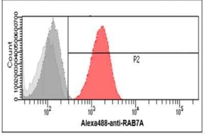 Flow Cytometry: Rab7a Antibody (10E4) [NBP2-60237] - Analysis of RAB7A in HeLa cells. The cell was stained with at 2-5ug for 1x106cells (red). A Goat anti mouse IgG (Alexa fluor 488) was used as the secondary antibody. Mouse monoclonal IgG was used as the isotypecontrol (dark gray), cells without incubation with primary and secondary antibody was used as the negative control (light gray).