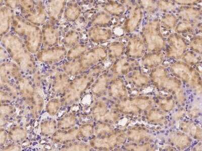 Immunohistochemistry-Paraffin: Rab7a Antibody [NBP2-98446] - Staining of rat Rab7a in rat kidney with rabbit polyclonal antibody (1:1000).