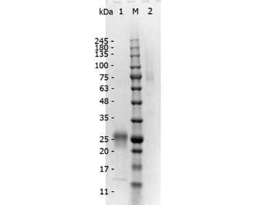 SDS-Page: Rabbit F(ab')2 anti-Mouse IgG (H+L) Secondary Antibody (Pre-adsorbed) [NBP2-62587] - SDS-PAGE of Rabbit F(ab')2 anti-Mouse IgG (H+L) Secondary Antibody [Unconjugated] (Pre-adsorbed). Lane 1: Reduced Rabbit F(ab')2 anti-Mouse IgG (H+L) Secondary Antibody [Unconjugated] (Pre-adsorbed). Lane 2: 5uL protein molecular weight standard. Lane 3: Non-reduced Rabbit F(ab')2 anti-Mouse IgG (H+L) Secondary Antibody [Unconjugated] (Pre-adsorbed). Load: 1ug per lane. Predicted/Observed size: Non-reduced at 75 kDa , Reduced at 25 kDa.
