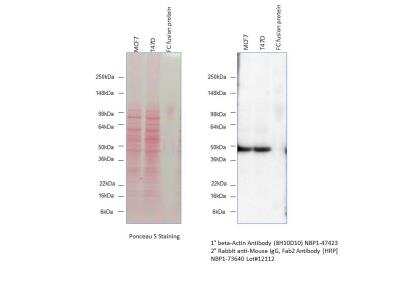 Western Blot: Rabbit anti-Mouse IgG F(ab')2 Secondary Antibody [HRP] [NBP1-73640] - WB shows detection of mouse anti-beta Actin monoclonal antibody (Catalog# NBP1-47423) using a HRP conjugated rabbit anti-mouse IgG, F(ab')2 secondary antibody (Catalog# NBP1-73640). Image from verified customer review.