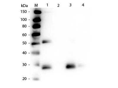 Western Blot: Rabbit F(ab')2 anti-Rat IgG Secondary Antibody [FITC] [NBP1-73264] - Rabbit F(ab')2 anti-Rat IgG Secondary Antibody [Fluorescein] [NBP1-73264] - Lane 1: Rat IgG whole molecule. Lane 2: Rat IgG F(c) Fragment. Lane 3: Rat IgG Fab Fragment. Lane 4: Rat IgM Whole Molecule. All samples were reduced. Load: 50 ng per lane. Block: incubated with blocking buffer for 30 min at RT. Primary Antibody: Anti-Rat IgG F(ab')2 (RABBIT) Antibody 1:1,000 for 60 min at RT. Secondary Antibody: Anti-Rabbit IgG (GOAT) Peroxidase Conjugated Antibody 1:40,000 in incubated with blocking buffer for 30 min at RT. Predicted/Observed Size: 25 and 55 kDa for Rat IgG, 25 kDa for F(c) and Fab, 78 and 25 kDa for IgM. Rat F(c) migrates slightly higher.
