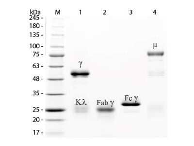 SDS-Page: Rabbit IgG F(ab) Isotype Control [Texas Red] [NBP1-97122] - Lane M: 3 uL Opal Prestained Marker. Lane 1: Reduced Rabbit IgG Whole Molecule. Lane 2: Reduced Rabbit IgG F(ab) Texas Red Conjugated. Lane 3: Reduced Rabbit IgG F(c) Fragment. Lane 4: Reduced Rabbit IgM Whole Molecule. Load: 1 ug for F(ab) and F(c); 1.2 ug for IgG and IgM.