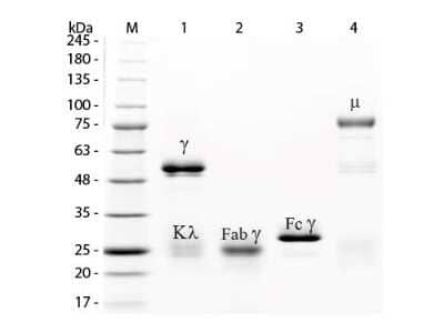 SDS-Page: Rabbit IgG, Fc Native Protein [NBP1-97061] - SDS-PAGE of Rabbit IgG F(c) Fragment. Lane M: 3 uL Opal Prestained Marker. Lane 1: Reduced Rabbit IgG Whole Molecule. Lane 2: Reduced Rabbit IgG F(ab) Fragment. Lane 3: Reduced Rabbit IgG F(c) Fragment. Lane 4: Reduced Rabbit IgM Whole Molecule. Load: 1 ug for F(ab) and F(c); 1.2 ug for IgG and IgM. Predicted/Observed size: IgG at 50 and 25 kDa; F(c) at 25 kDa; F(ab) at 25 kDa; IgM at 70 and 23 kDa. Observed F(c) Fragment migrates slightly higher.