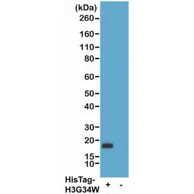 Western Blot: Rabbit anti-All Species His Tag Secondary Antibody (RM146) [Biotin] [NBP2-61482B] - Western blot of 293T cells transfected (+) or untransfected (-) with a DNA construct encoding His-Tag Histone H3 (G34W) protein, using Biotin Anti-HisTag Rabbit Monoclonal Antibody Clone RM146 at 0.2 ug/mL, followed by a HRP conjugated Streptavidin.