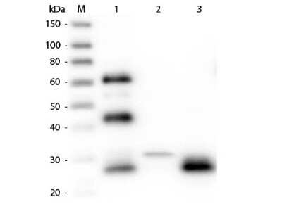 Western Blot: Rabbit anti-Chicken IgG F(ab')2 Secondary Antibody [Rhodamine] [NBP1-73278] - Western Blot of Rabbit anti-Chicken IgG F(ab')2 Secondary antibody [Rhodamine]. Lane M: 3 ul Molecular Ladder. Lane 1: Chicken IgG whole molecule. Lane 2: Chicken IgG F(c) Fragment. Lane 3: Chicken IgG F(ab) Fragment. All samples were reduced. Load: 50 ng per lane. Block: 30 min at RT. Primary Antibody: Anti-Chicken IgG F(ab')2 (RABBIT) Antibody 1:5,000 for 60 min at RT. Secondary antibody: Anti-Rabbit IgG (GOAT) Peroxidase Conjugated Antibody 1:40,000 in 30 min at RT. Predicted/Observed Size: 25 and 72 kDa for Chicken IgY, 25 kDa for F(c) and F(ab). Chicken F(c) migrates slightly higher.