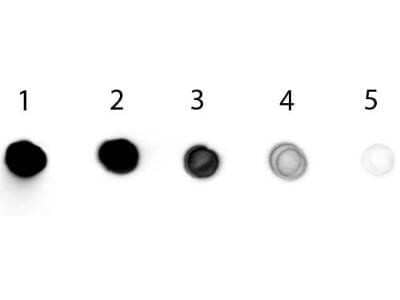 Dot Blot: Rabbit anti-Chicken IgG F(ab')2 Secondary Antibody [NBP1-72800] - Chicken IgG. Load: Lane 1 - 200 ng Lane 2 - 66.7 ng Lane 3 - 22.2 ng Lane 4 - 7.41 ng Lane 5 - 2.47 ng.