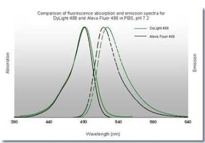 Fluorophore-linked immunosorbent assay: Rabbit anti-Goat IgG Fc Secondary Antibody [NBP2-60668] - Image using the DyLight 488 format of this antibody.