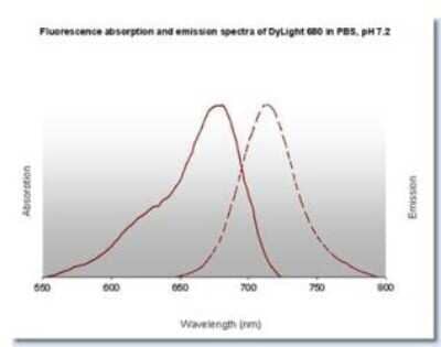 Fluorophore-linked immunosorbent assay: Rabbit anti-Goat IgG Fc Secondary Antibody [NBP2-60668] - Image using the DyLight 680 format of this antibody.