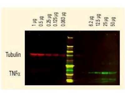 Western Blot: Rabbit anti-Goat IgG (H+L) Secondary Antibody [DyLight 680] [NBP1-72833] - DyLight (TM) dyes can be used for two-color Western Blot detection with low background and high signal. Anti-tubulin was detected using a DyLight (TM) 680 conjugate. Anti-TNFa was detected using a DyLight (TM) 800 conjugate. The image was captured using the Odyssey(R) Infrared Imaging System developed by LI-COR