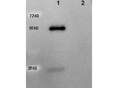 Western Blot: Rabbit anti-Goat IgG (H+L) Secondary Antibody [HRP] (Pre-adsorbed) [NBP1-73515] - Western Blot of Rabbit anti-Goat IgG (H+L) Secondary Antibody [HRP] (Pre-adsorbed).  Lane 1:  Goat IgG.  Lane 2:  Human IgG.  Load:  50 ng per lane.Primary antibody:  none.Secondary antibody:  Rabbit anti-Goat IgG (H+L) Secondary Antibody [HRP] (Pre-adsorbed) at 1:5000 for 60 min at RT.Block:  5% BSA-TBS overnight at 4C.Predicted/Observed size:  55 kDa, 28 kDa for Goat IgG. Other band(s): none.