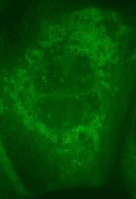 Immunocytochemistry/Immunofluorescence: Rabbit anti-Goat IgG (H+L) Secondary Antibody [NBP1-72707] - Analysis of huma liver cells using rabbit anti-goat IgG secondary antibody conjugated with DyLight 488. Image from verified customer review. Image from the DyLight 488 version of this antibody.