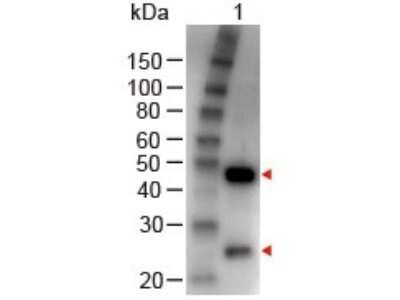 Western Blot: Rabbit anti-Goat IgG (H+L) Secondary Antibody [NBP1-72707] - Lane 1: Goat IgG Load: 100 ng per lane Secondary antibody: NBP1-73222 incubated for 60 min at RT; incubated in blocking buffer for 30 min at RT. Image from the HRP version of this antibody.