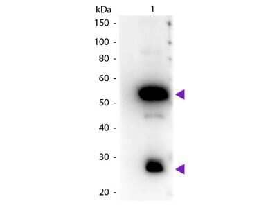 Western Blot: Rabbit anti-Guinea Pig IgG (H+L) Secondary Antibody [HRP] [NB120-6771] - Western Blot of Rabbit anti-Guinea Pig IgG (H+L) Secondary Antibody [HRP].Lane 1:  Guinea Pig IgG.Lane 2:  None.Load:  50 ng per lane.Primary antibody:  None.Secondary antibody:  Rabbit anti-Guinea Pig IgG (H+L) Secondary Antibody [HRP] at 1:1000 for 60 min at RT.Blocking:  Fluorescent blocking buffer for 30 min at RT.Predicted/Observed size:  25 & 55 kDa, 25 & 55 kDa for Guinea Pig IgG.Other band(s):  None.