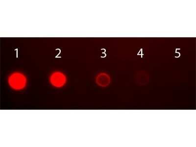 Dot Blot: Rabbit anti-Human IgA Heavy Chain Secondary Antibody [NBP1-72777] - Antigen: Human IgA. Load: Lane 1 - 50  ng Lane 2 - 16.67  ng Lane 3 - 5.56  ng Lane 4 - 1.85  ng Lane 5 - 0.62  ng.  Incubated for 1hr at RT; blocked for 60 min at RT. Image from the FITC version of this antibody.