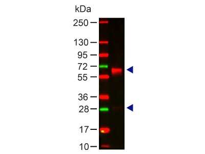 Western Blot: Rabbit anti-Human IgA Secondary Antibody (Pre-absorbed) [NBP1-72777] - Lane 1: Human IgA Load: 100 ng per lane Primary antibody: HUMAN IgA (alpha chain) Antibody at 1:1000 for 60 min at RT Secondary antibody: DyLight 649 goat anti-rabbit at 1:20,000 for 30 min at RT Block: 5% BLOTTO 30 min at RT Predicted/Observed size: 60and 28 kDa, 60 and 28 kDa