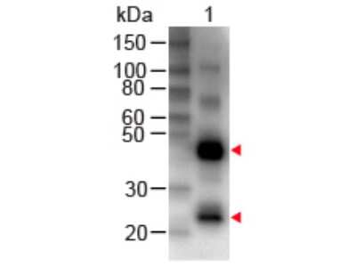 Western Blot: Rabbit anti-Human IgG (H+L) Secondary Antibody [Biotin] [NB120-6758] - Lane 1: Human IgG Load: 50 ng per lane Primary antibody: Human IgG (H&L) Antibody Biotin Conjugated at 1:1000 for 60 min RT Secondary antibody: HRP Conjugated Streptavidin at 1:40,000 for 30 min at RT Block: incubated with blocking buffer for 30 min at RT