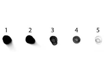 Dot Blot: Rabbit anti-Human IgG Heavy Chain Secondary Antibody [NBP2-22138] - Dot Blot of Rabbit anti-Human IgG Secondary Antibody [Alkaline Phosphatase]. Antigen: Human IgG. Load: Lane 1 - 200  ng Lane 2 - 66.7  ng Lane 3 - 22.2  ng Lane 4 - 7.41  ng Lane 5 - 2.47  ng.  Incubated for 1hr at RT; blocked for 60 min at RT. Image using the Alkaline Phosphatase form of this antibody.