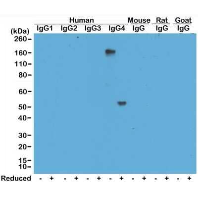 Western Blot: Rabbit anti-Human IgG4 Secondary Antibody (RM120) [Biotin] [NBP2-62126B] - Western Blot of human, mouse, rat, and goat IgG shows NBP2-62126B reacts to human IgG4, in both whole molecule (~150kDa, non-reduced) and heavy chain (~50kDa, reduced) forms. No cross reactivity with other isotypes of human IgG, or mouse, rat, or goat IgG.