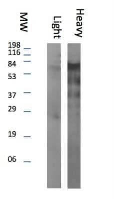 Western Blot: Rabbit anti-Llama IgG Heavy Chain Secondary Antibody [NBP1-47628] - Lane 