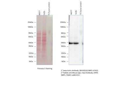 Western Blot: Rabbit anti-Mouse IgG F(ab')2 Secondary Antibody [NBP1-72760] - WB shows detection of mouse anti-beta Actin monoclonal antibody (Catalog# NBP1-47423) using a HRP conjugated rabbit anti-mouse IgG, F(ab')2 secondary antibody (Catalog# NBP1-73640). Image from verified customer review. Image using the HRP form of this antibody.