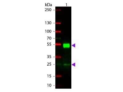 Western Blot: Rabbit anti-Mouse IgG (H+L) Secondary Antibody [Rhodamine] [NB120-6725] - Western blot of Rabbit anti-Mouse IgG (H+L) Secondary Antibody [Rhodamine].Lane 1:  Mouse IgG.Lane 2:  None.Load:  50 ng per lane.Primary antibody:  None.Secondary antibody:  Rabbit anti-Mouse IgG (H+L) Secondary Antibody [Rhodamine] at 1:1000 for 60 min at RT.Blocking:  Fluorescent blocking buffer for 30 min at RT.Predicted/Observed size:  25 & 55 kDa, 25 & 55 kDa for Mouse IgG.Other band(s):  None.