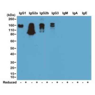 Western Blot: IgG Antibody (RM104) [Biotin] [NBP2-62005B] - Western blot of nonreduced(-) and reduced(+) mouse immunoglobulins (20 ng/lane), using 0.2 ug/mL of clone #104 (NBP2-62005B). This antibody reacts to nonreduced mouse IgG1, IgG2a, IgG2b, and IgG3. It showed no cross reactivity with IgM, IgA, or IgE.