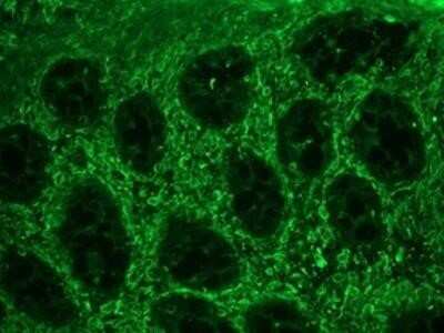 Immunohistochemistry: Rabbit anti-Mouse IgG1 Secondary Antibody (Azide Free) [NBP2-69526] - Immunocytochemistry/Immunofluorescence: Rabbit anti-Mouse, Porcine IgG1 Secondary Antibody [FITC] (Azide Free) [NBP2-69523] - Rabbit anti-Mouse IgG1 Secondary Antibody [FITC] (Azide Free) [NBP2-69523] - used in a 1:50 dilution on swine colon, in combination with the primary monoclonal antibody to vimentin, RV202, used in a 1:1000 dilution. The green staining shows the connective tissue cells, while no staining is seen in the epithelial cells of the intestinal crypts.