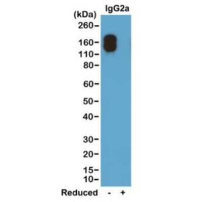Western Blot: IgG2a Kappa Antibody (RM107) [Biotin] [NBP2-62007B] - Western blot of nonreduced(-) and reduced(+) mouse IgG2a(kappa) (20 ng/lane), using 0.2 ug/mL of NBP2-62007, the unconjugated version of this antibody. This antibody only reacts to nonreduced Mouse IgG2a(kappa).