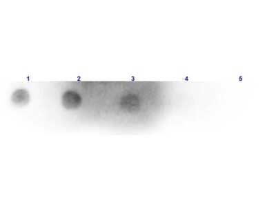 Dot Blot: Rabbit anti-Mouse IgM (H+L) Secondary Antibody [HRP] [NBP1-73885] - Dot Blot results of Rabbit anti-Mouse IgM (H+L) Secondary antibody [HRP].Dots are Mouse IgM at (1) 100ng, (2) 33.3ng, (3) 11.1ng, (4) 3.70ng, (5) 1.23ng. Blocking: 30 min at RT.Primary Antibody: none.Secondary Antibody: Rabbit anti-Mouse IgM -HRP at 1ug/mL for 1hr at RT.