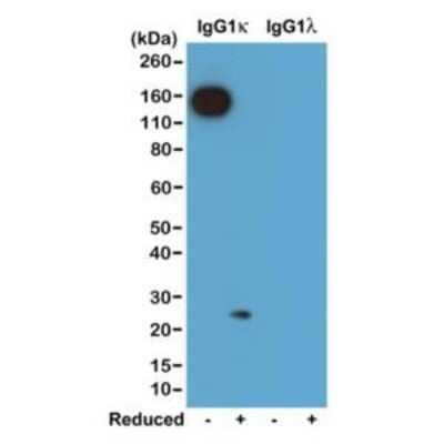 Western Blot: Kappa Light Chain Antibody (RM103) [Biotin] [NBP2-62003B] - Western blot of nonreduced(-) and reduced(+) mouse IgG1(kappa) and IgG1(lambda) (20 ng/lane), using 0.2 ug/mL of clone RM103. This antibody reacts to nonreduced IgG1(kappa) (~150 kDa), and slightly reacts to reduced kappa light chain (~25 kDa).
