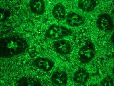 Immunocytochemistry/Immunofluorescence: Rabbit anti-Mouse, Porcine IgG1 Secondary Antibody [FITC] (Azide Free) [NBP2-69523] - used in a 1:200 dilution on swine colon, in combination with the primary monoclonal antibody to vimentin, RV202, used in a 1:1000 dilution. The green staining shows the connective tissue cells.