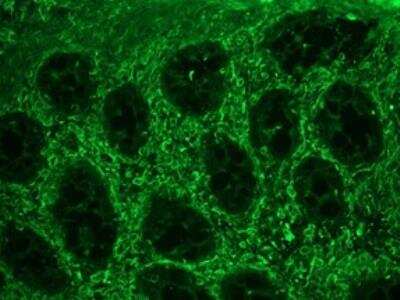 Immunocytochemistry/Immunofluorescence: Rabbit anti-Mouse, Porcine IgG1 Secondary Antibody [FITC] (Azide Free) [NBP2-69523] - Rabbit anti-Mouse IgG1 Secondary Antibody [FITC] (Azide Free) [NBP2-69523] - used in a 1:50 dilution on swine colon, in combination with the primary monoclonal antibody to vimentin, RV202, used in a 1:1000 dilution. The green staining shows the connective tissue cells, while no staining is seen in the epithelial cells of the intestinal crypts.