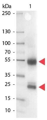 Western Blot: Rabbit anti-Porcine IgG (H+L) Secondary Antibody [Alkaline Phosphatase] [NB120-6778] - Western Blot of Rabbit anti-Porcine IgG (H+L) Secondary Antibody [Alkaline Phosphatase].  Lane 1:  Porcine IgG.  Lane 2:  none.  Load:  100 ng per lane.Primary antibody:  none.Secondary antibody:  Rabbit anti-Porcine IgG (H+L) Secondary Antibody [Alkaline Phosphatase] at 1:1000 for 60 min at RT.Block:  Fluorescent blocking buffer for 30 min RT.Predicted/Observed size:  55 kDa, 28 kDa for Porcine IgG. Other band(s): none.