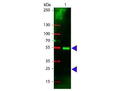 Western Blot: Rabbit anti-Porcine IgG (H+L) Secondary Antibody [Rhodamine] [NB120-6774] - Western Blot of Rabbit anti-Porcine IgG (H+L) Secondary Antibody [Rhodamine].  Lane 1:  Porcine IgG.  Lane 2:  none.  Load:  100 ng per lane.Primary antibody:  none.Secondary antibody:  Rabbit anti-Porcine IgG (H+L) Secondary Antibody [Rhodamine] at 1:1000 for 60 min at RT.Block:  Fluorescent blocking buffer for 30 min at RT.Predicted/Observed size:  55 kDa, 28 kDa for Porcine IgG. Other band(s): none.